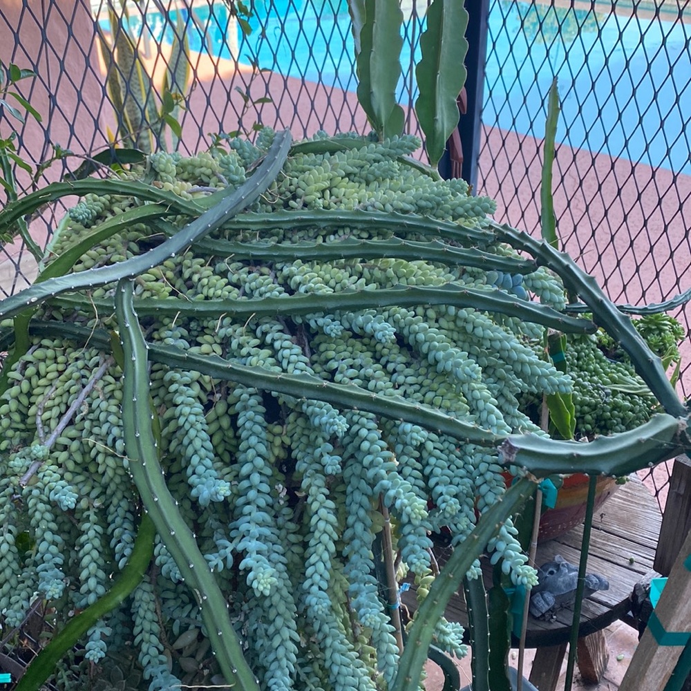 DRAGON FRUIT CUTTING “Rare”princess of the night. 10” long